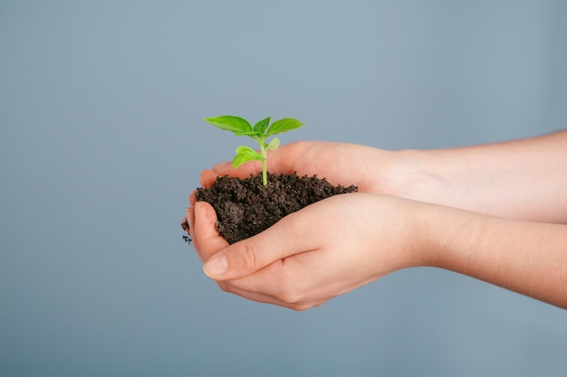 Closeup shot of a woman holding a green plant in palm of her hand. Close up