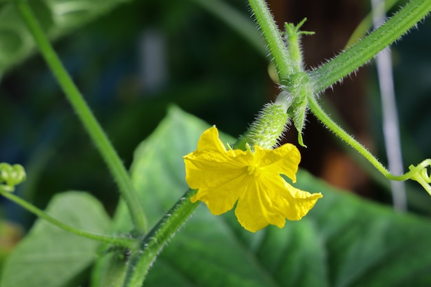 Closeup shot of yellow cucumber flower on green plant branch