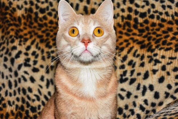 Closeup shot of a yellow-eyed cat looking to the camera