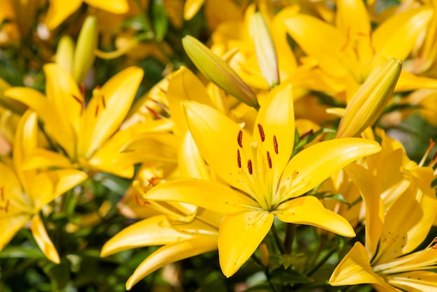 Closeup shot of a yellow lily on bright sunlight Lily growing in garden