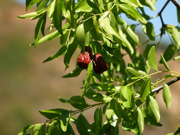 Closeup shot of ziziphus fruits on a tree