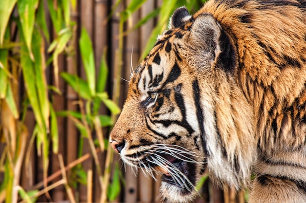 Closeup side profile portrait of Sumatran tiger Panthera tigris sumatrae looking away