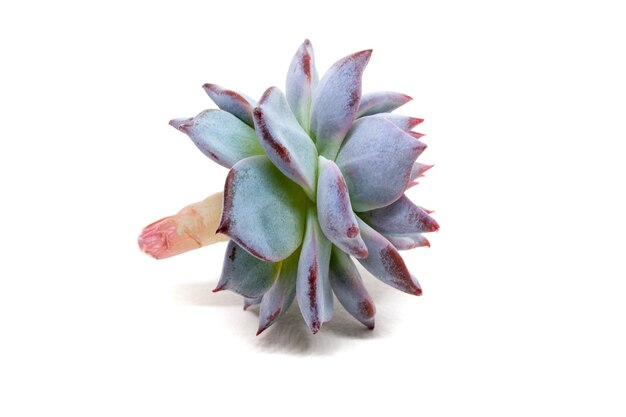 Closeup side view on Echeveria derenbergii isolated on white with shadow