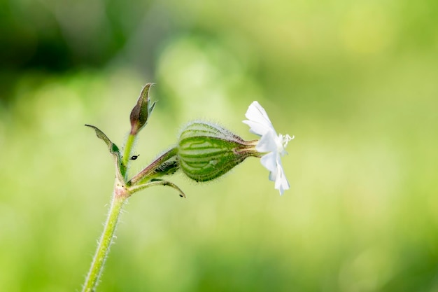 Closeup of Silene latifolia blossom on natural background