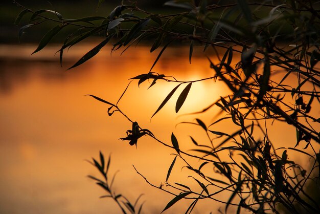 Closeup of silhouette of tree leaves and brushes against sunset sky and landscape reflected in river