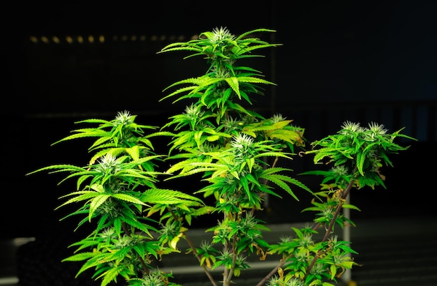 Closeup single cannabis plant with gratifying full grown bud ready for harvested