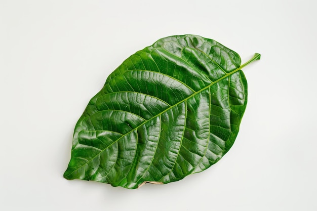 A closeup of a single green leaf isolated on a white background