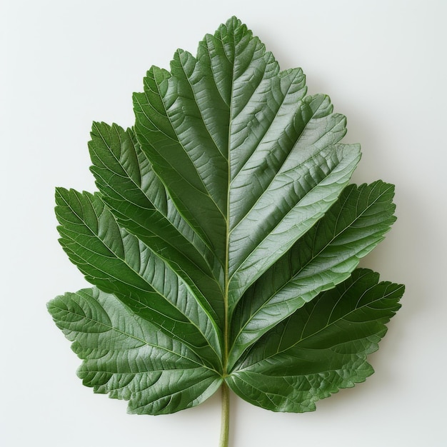 Closeup of a single green leaf showcasing detailed texture and structure perfect for nature and botanical themes