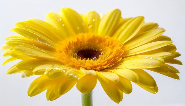 Closeup of a Single Water Droplet Yellow Gerbera