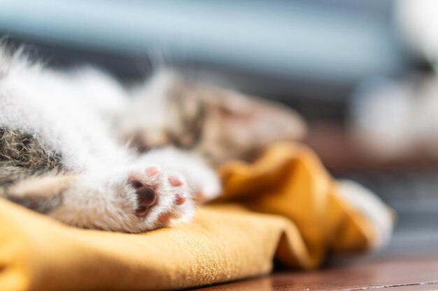 Photo closeup of a sleeping kittens paw on yellow fabric