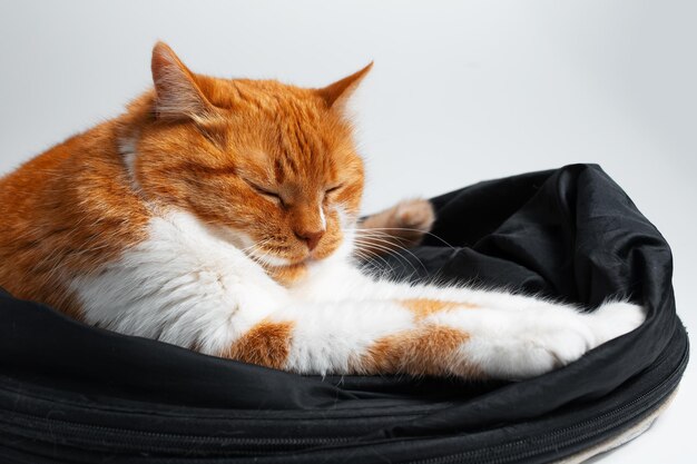 Closeup of sleeping red white cat on white background