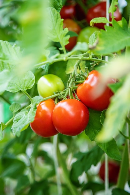 Closeup small bunch of red ripe tomatoes in a greenhouse