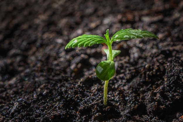 Closeup small cannabis tree from seed growth step in garden