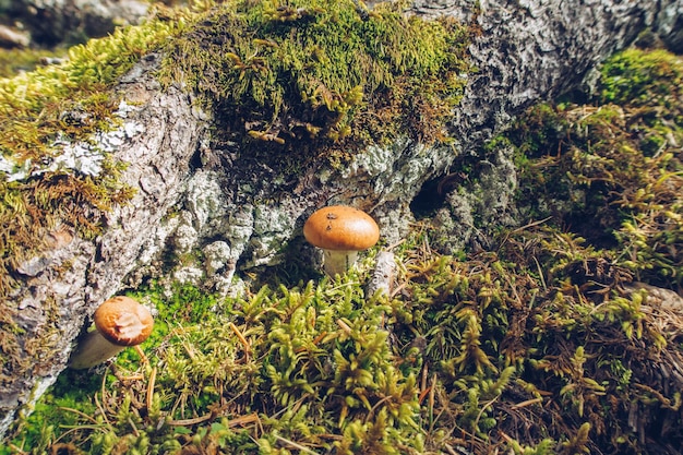 Closeup of a small delicate and beautiful mushrooms among moss and lichen in the forest Outdoors wildlife Selective focus blurred background stock photo