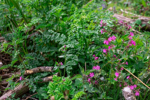 Closeup of small pink flowers with space for an inscription