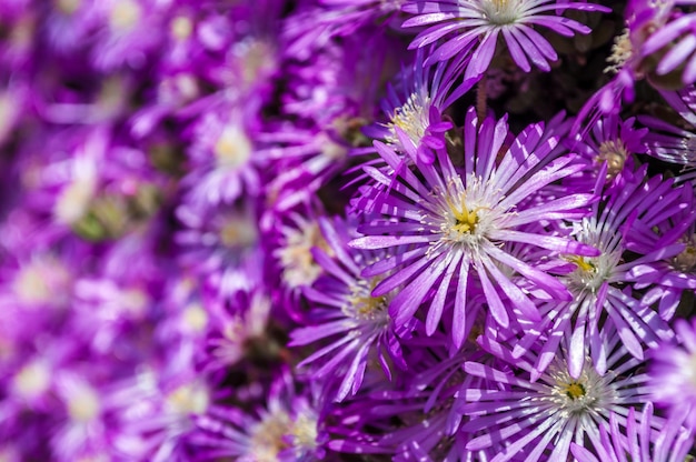 Closeup of small purple flowers