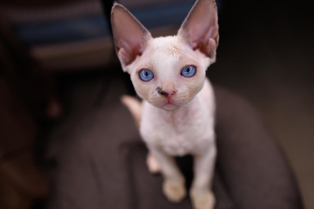 Closeup of a small white cat breed Devon Rex sits on chairs and looks