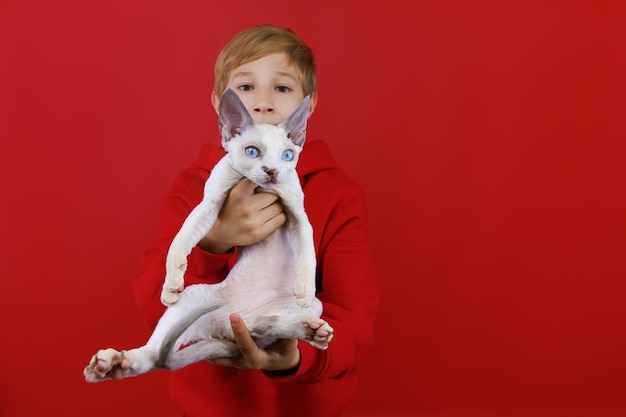 Closeup of a small white kitten with blue eyes which is held by a boy on a red background