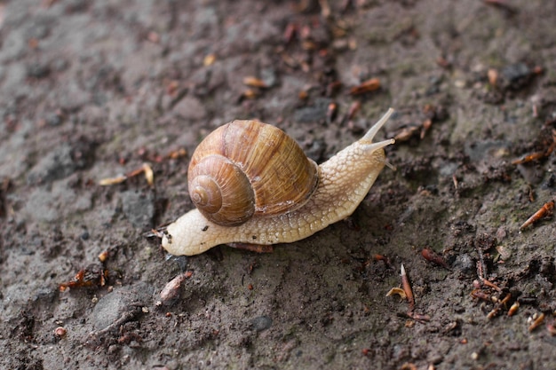 Closeup of a snail crawling on the ground