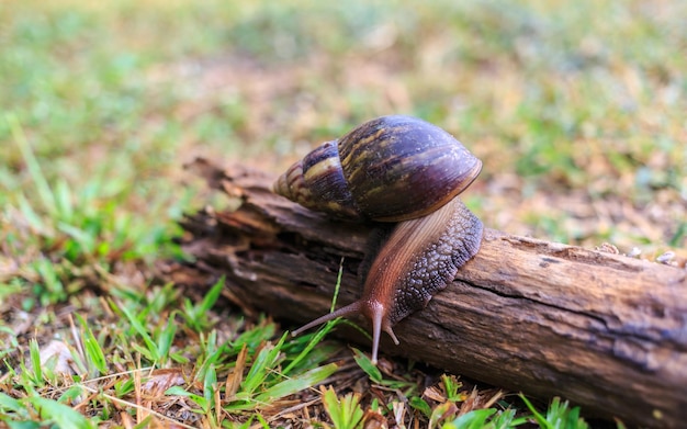 Closeup of the snail Helix pomatia or burgundy mollusks move or crawl on the log in the nature