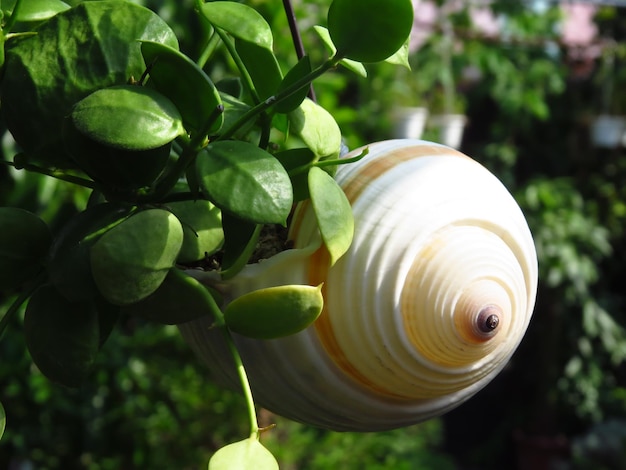 Closeup of a snail shell attached to a tree with green leaves