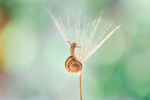 Closeup of snail on yellow flower