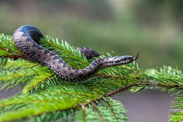 Closeup snake poisonous viper in summer on branch the of tree