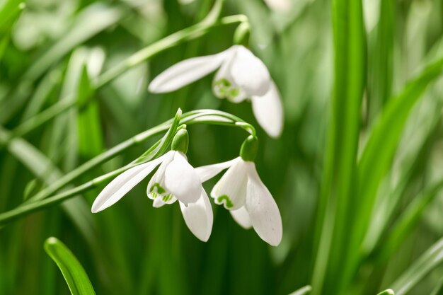 Closeup of snowdrop flowers blossoming in a meadow against blurred green background Delicate white blooms growing in a garden or forest in spring Galanthus nivalis stems and leaves with copy space