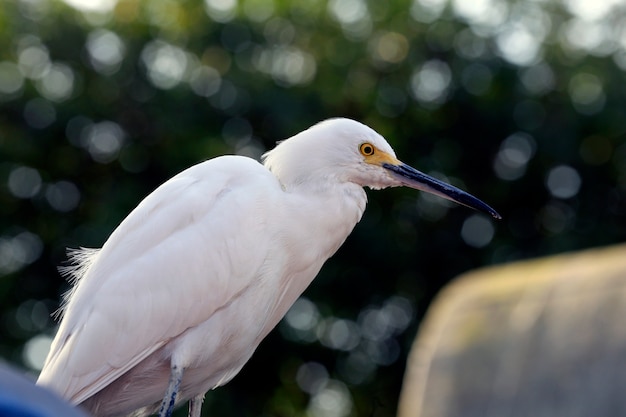 Closeup of snowy egret, Egretta thula