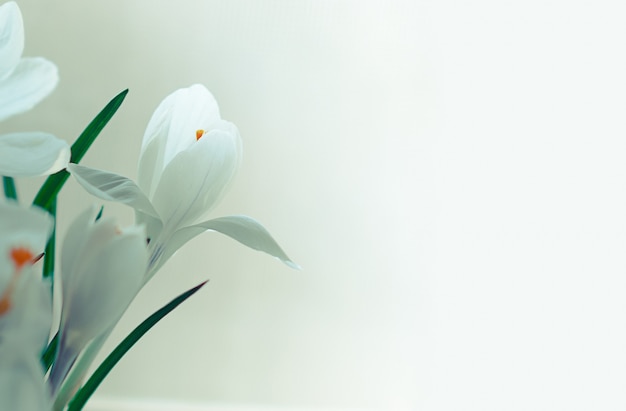 Closeup soft focused white crocus flowers in bloom on white background