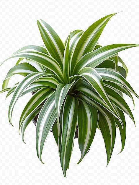 A closeup of a spider plant leaf with green and white variegation isolated