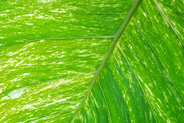 Closeup of spotted betel leaf texture for abstract background use