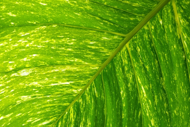 Closeup Of spotted betel Leaf Texture For Abstract Background