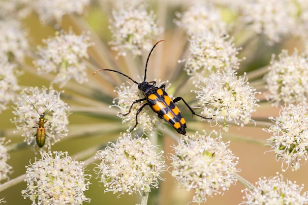 Closeup on a Spotted longhorn beetle Leptura maculata on the white flower of a Wild carrot