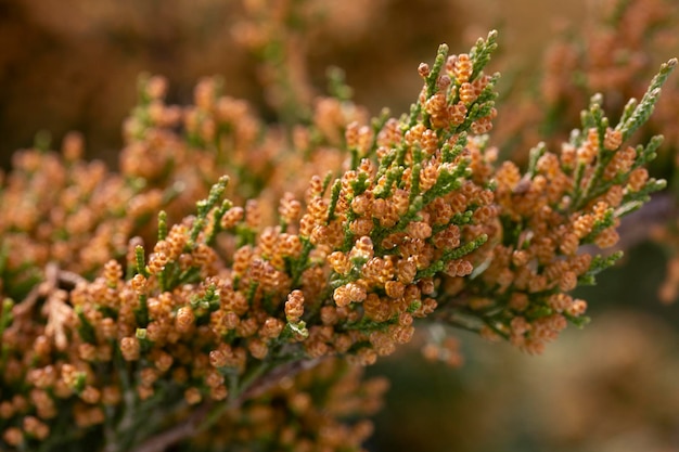 Closeup of spring bright leaves Japanese Sugi pine Cryptomeria Japonica or Cupressus japonica Japanese cedar or redwood grows in Arboretum Park Southern Cultures in Sirius Adler March