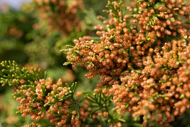 Closeup of spring bright leaves Japanese Sugi pine Cryptomeria Japonica or Cupressus japonica Japanese cedar or redwood grows in Arboretum Park Southern Cultures in Sirius Adler