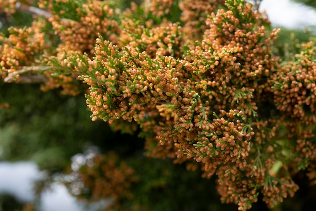 Closeup of spring bright leaves Japanese Sugi pine Cryptomeria Japonica or Cupressus japonica Japanese cedar or redwood grows in Arboretum Park Southern Cultures in Sirius Adler