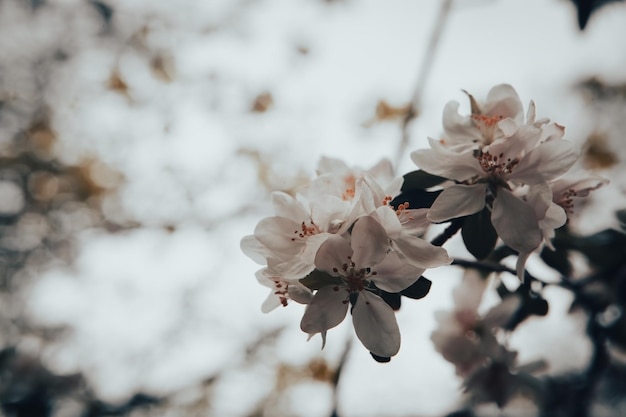 Closeup of spring pastel blooming flower in orchard