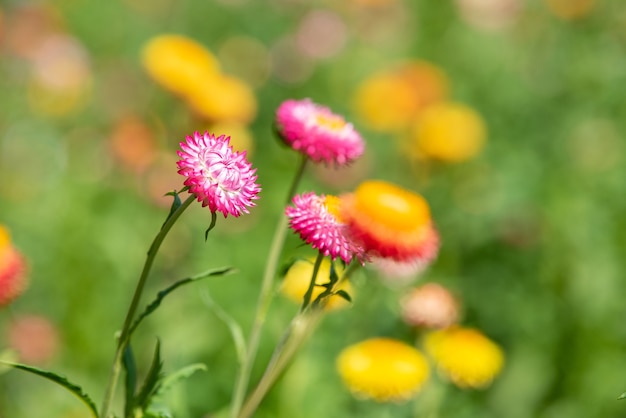 A closeup of straw flower or helichrysum bracteatum flowers