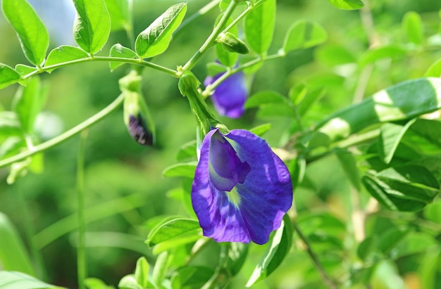 Closeup of a Stunning Butterfly Pea or Aparajita Flower with Buds Blossoming in the Sunlight