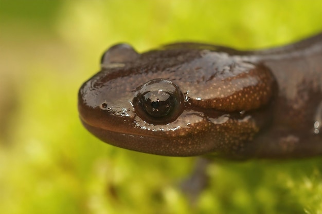 Closeup on a sub-adult , juvenile brown Nortwestern mole salamander , Ambystoma gracile from the Pacific Westcoast