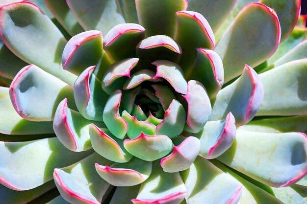 Closeup succulent colorful plant cactus echeveria