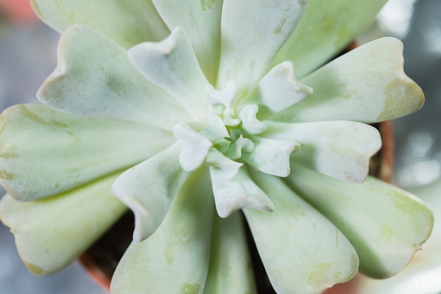 Closeup of a Succulent Plant - view from top