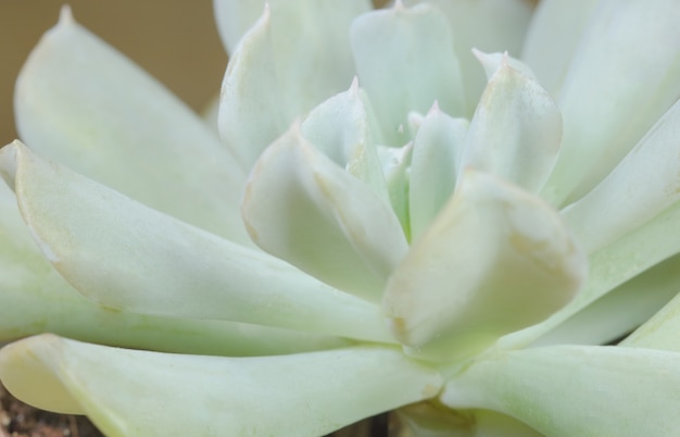 Closeup of a Succulent Plant - view from top