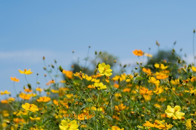 Closeup sulfur cosmos flower with blur backgroundxA