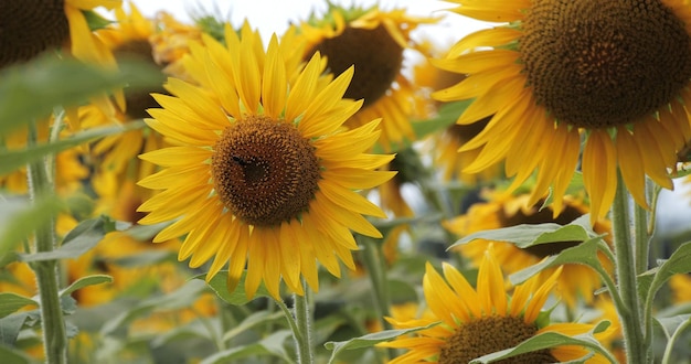 Closeup of sunflower in the field Beautiful sunflowers in vibrant colors