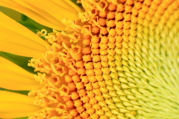 Closeup sunflower