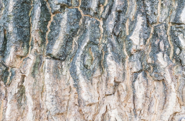 Closeup surface skin of trunk of tree texture background