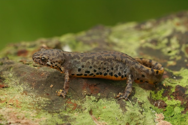 Photo closeup on a a terrestrai ladult of the greek alpine salamander,