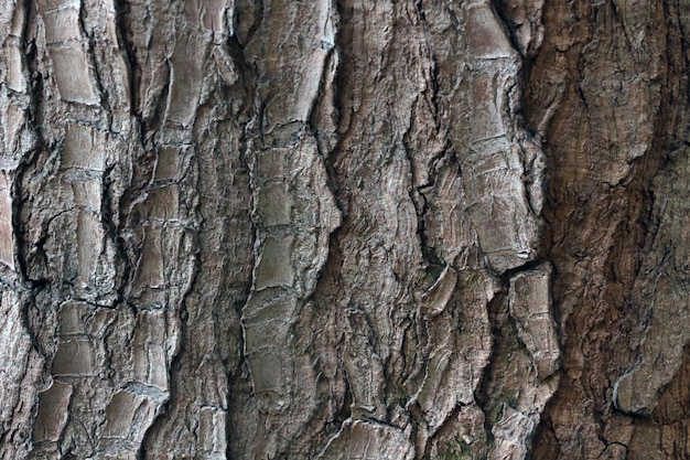 Closeup of the texture of the bark of the tree the wooden background